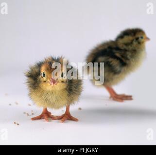 Japanese quail (Coturnix Japonica) chicks, one facing forward, the other in the background, facing away Stock Photo