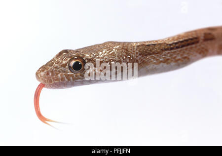 Mograbin diadem snake (Spalerosophis dolichospilus) with its tongue out, close-up Stock Photo