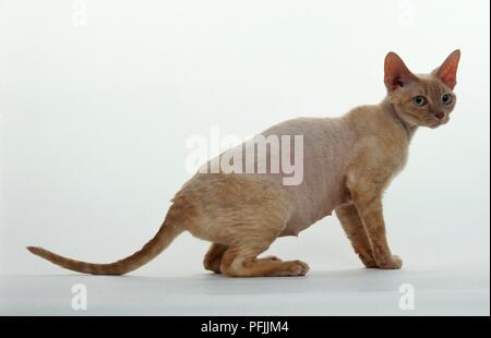 Devon Rex cat, side view Stock Photo