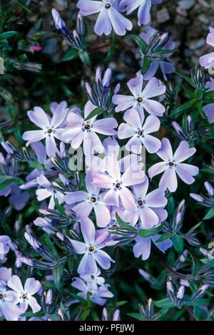 Violet flowers of Phlox subulata 'G F Wilson' (Moss phlox) Stock Photo