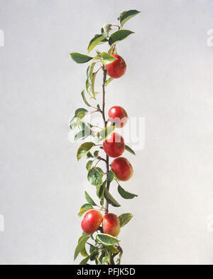 Malus sp., ripe red Apples and foliage on thin branch. Stock Photo
