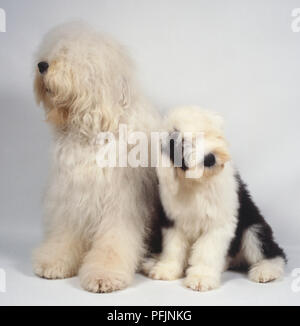 Old English Sheepdog Canine Bicolor Cute Photo Background And