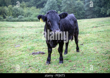 Dexter cattle are a breed of cattle originating in Ireland. The smallest of the European cattle breeds, Stock Photo