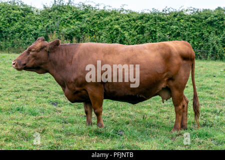 Dexter cattle are a breed of cattle originating in Ireland. The smallest of the European cattle breeds, Stock Photo