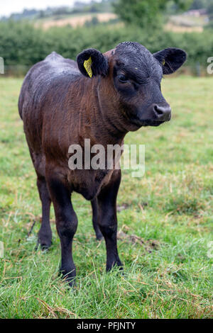 Dexter cattle are a breed of cattle originating in Ireland. The smallest of the European cattle breeds, Stock Photo