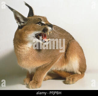 Side view of Caracal, African lynx. Desert cat walking in green grass ...