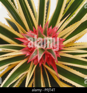 Ananas comosus 'Variegatus', Ivory Pineapple, flower head and yellow-green spiny leaves, close up, view from above Stock Photo