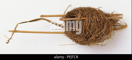 Reed Warbler's nest (Acrocephalus scirpaceus) Stock Photo