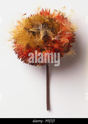 Helichrysum bracteatum, Strawflower seedhead, close up Stock Photo