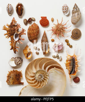 selection of sea shells Stock Photo - Alamy