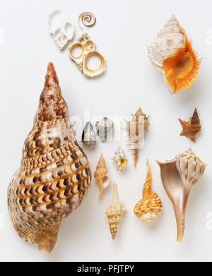 Selection of sea shells Stock Photo - Alamy