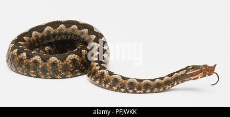 An adder, curled up, tongue out Stock Photo