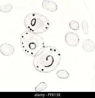 . Cytological observations on Endamoeba blattae. Cells; Endamoeba blattae. 75. 77 76 74 78 * ••- • • PLATE VI. Please note that these images are extracted from scanned page images that may have been digitally enhanced for readability - coloration and appearance of these illustrations may not perfectly resemble the original work.. Meglitsch, Paul A. (Paul Allen), 1914-. Urbana, The University of Illinois press Stock Photo