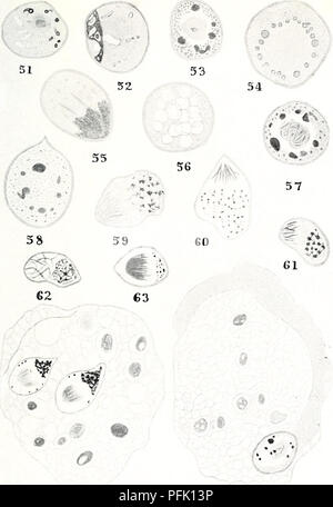 . Cytological observations on Endamoeba blattae. Cells; Endamoeba blattae. 67 64 68 65 PLATE IV. Please note that these images are extracted from scanned page images that may have been digitally enhanced for readability - coloration and appearance of these illustrations may not perfectly resemble the original work.. Meglitsch, Paul A. (Paul Allen), 1914-. Urbana, The University of Illinois press Stock Photo