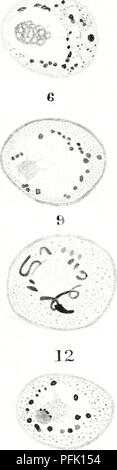 . Cytological observations on Endamoeba blattae. Cells; Endamoeba blattae. IS O 0 ,=â¢â 18. Please note that these images are extracted from scanned page images that may have been digitally enhanced for readability - coloration and appearance of these illustrations may not perfectly resemble the original work.. Meglitsch, Paul A. (Paul Allen), 1914-. Urbana, The University of Illinois press Stock Photo