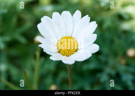 Marguerite white daisy growing in summer, Dorset, UK Stock Photo