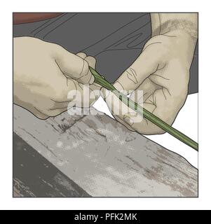 Digital illustration of man making natural rope using thumbnail to tease open crushed nettle stem to expose pith Stock Photo