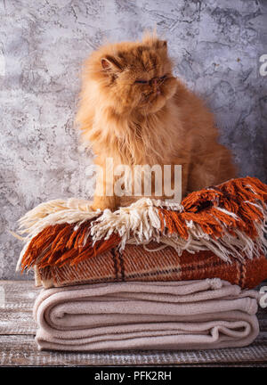 Red cat sitting on a stack of blankets Stock Photo