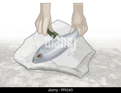 Digital illustration of scraping scales off fish using knife Stock Photo