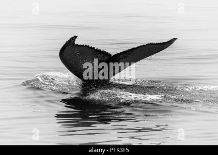 An adult Humpback whale, Megaptera novaeangliae, raises its tail to dive into the north Atlantic Ocean off Cape Cod, Massachusetts. Stock Photo