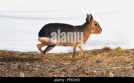 Patagonian mara (Dolichotis patagonum), side view Stock Photo