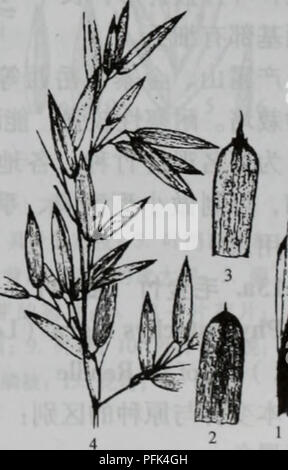This botany text discusses the flora of Bie Mountain, including detailed descriptions of plant species native to the region. It provides valuable insights into the local biodiversity and ecological features of the area. Stock Photo