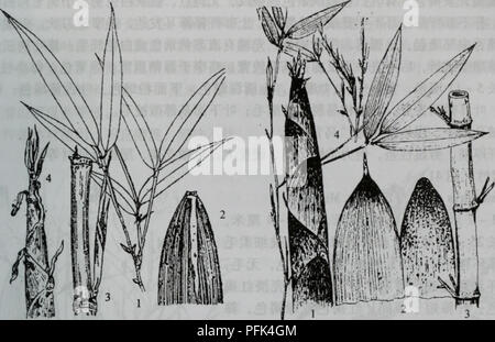 This botanical text focuses on plant species from the Gramineae family, particularly the Phyllostachys praecox, a species of bamboo. It includes detailed descriptions of the plant's growth patterns and ecological characteristics in various environments. Stock Photo