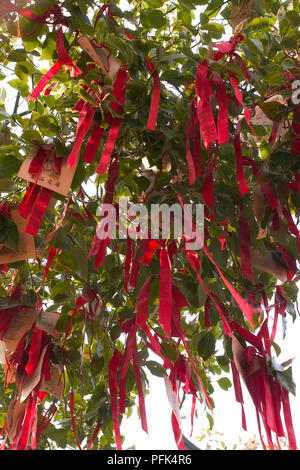 Close up of low hanging branches with pink flowers on a Tamarix ...