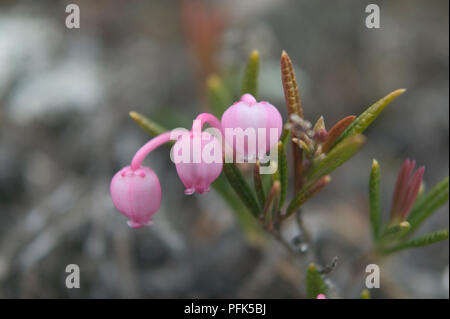 USA, Alaska, Andromeda polifolia (Bog Rosemary), small shrub with pink flowers and green leaves growing in wild Stock Photo