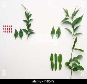 Green sansho stem and red berries, green and red perilla leaves, lemon grass stems, green pandanus stem and leaves, and green Vap ca leaves Stock Photo