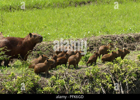 Brazil, Mato Grosso, Capybara (Hydrochoerus hydrochaeris), mother with litter of baby animals Stock Photo