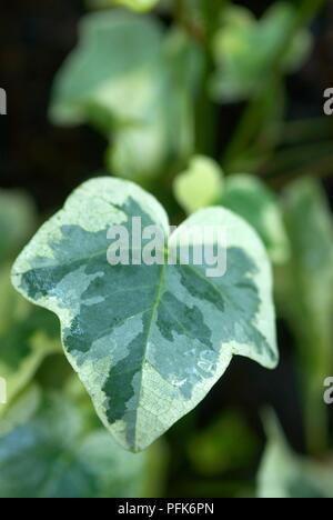 Hedera helix 'Harald' (Ivy), variegated leaf, close-up Stock Photo