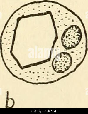 . The cytoplasm of the plant cell. Plant cells and tissues; Protoplasm. . Please note that these images are extracted from scanned page images that may have been digitally enhanced for readability - coloration and appearance of these illustrations may not perfectly resemble the original work.. Guilliermond, Alexandre, 1876-; Atkinson, Lenette May Rogers, 1899-. Waltham, Mass. , Chronica Botanica Company Stock Photo
