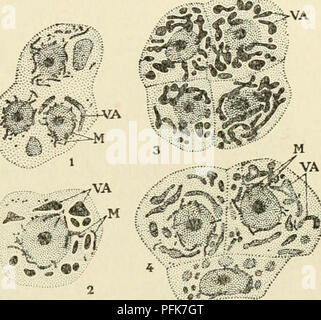 Typical plant cell Stock Photo: 134945283 - Alamy