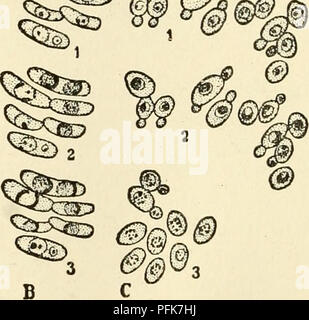. The cytoplasm of the plant cell. Plant cells and tissues; Protoplasm. Fig. 85. — Vital staining with neutral red, except 03, observed under the microscope. A, PeniciUium glaucum. 1, before staining; 2, small deeply stained precipitates in the vacuole showing Brownian movement; 3, fusion of small precipitates to larger bodies; 4, precipitates appressed to peripheral wall of vacuole, diffuse staining of sap. B, Zygosaccharomyces Chevalieri. 1, small precipitates in vacuole; 2, 3, fusion, bodies now appressed to wall of the vacuole, sap diffusely stained. C, Saccharomyces ellipsoideus; 1, 2, as Stock Photo