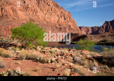 AZ00326-00...ARIZONA - The Colorado River at Lees Ferry, an historic area in Glen Canyon National Recreation Area. Stock Photo