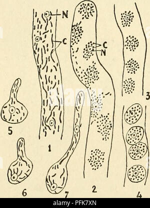 Coprinus Basidium