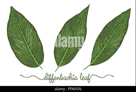 Leaves of diffenbachia elements set. Botany hand drawn graphic illustration. Collection of diffenbachia foliage on a white background. Vector beautifu Stock Vector