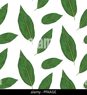Seamless pattern with diffenbachia plants, green leaves cute wallpaper. Vector elegant print isolated on white background. Delicate art template Stock Vector