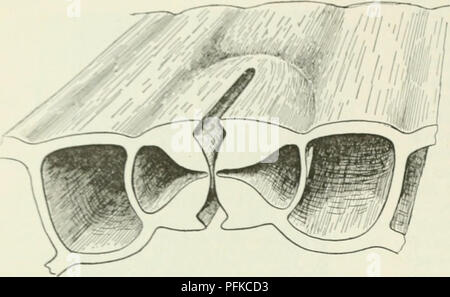 This survey provides an accessible guide to farm crops and farming techniques across the United States and Canada. It includes detailed descriptions of crops, their growth cycles, and effective farming methods, particularly focusing on the structure and life processes of plants like the iris. The guide also addresses issues like plant fertilization and environmental control in crop management. Stock Photo