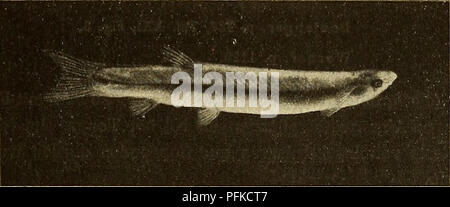 . Denkschriften - Österreichische Akademie der Wissenschaften. Zoologische ForscJiiingsrcisc nach dem Sudan. IV. Fische, Amphibien und Reptilien. 44H Mormyrus kannume Forsk. Boulenger, p. 6i, Taf. XII. Fig. 1. Werner, p. 1 I 24. Ich brachte den Kopf eines «Toßen Exemplars von Senaar (22./I1.) mit, dessen wesentliche Charaktere ich mir noch dort notiert hatte, so daß eine sichere Bestimmung möglich war. Färbung im Leben schr)n goldgrün, Flossen rötlich, Gesamtlänge des Exemplares ölö«?.;;/, Kopflänge 185;;/;//; D. 62, A. 19. Hyperopisus bebe Lac. Boulenger, p. 7ö, Taf. V, Fig. 2. Werner, p. 112 Stock Photo