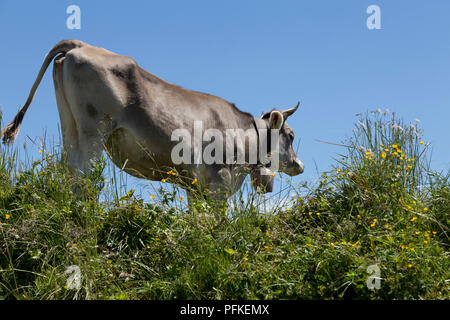 cow on Hochgrat summit near Steibis, Allgaeu, Bavaria, Germany Stock Photo
