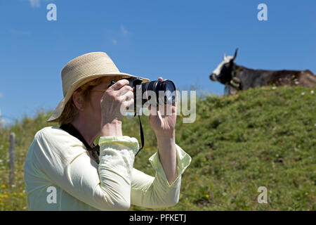 woman taking photo of cow on Hochgrat summit near Steibis, Allgaeu, Bavaria, Germany Stock Photo
