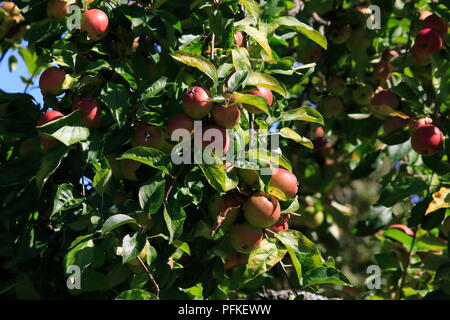 Boskop Apfel, in großer Menge, am Baum hängend, kurz vor der Ernte Stock Photo