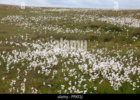 Bog cotton, also known as common cottongrass, on Duncansby Head, Caithness, Scotland Stock Photo