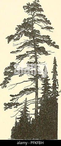 . Cyclopedia of American horticulture, comprising suggestions for cultivation of horticultural plants, descriptions of the species of fruits, vegetables, flowers, and ornamental plants sold in the United States and Canada, together with geographical and biographical sketches. Gardening. 2558. A tree group dominated by a leaning oak, which is a remnant of the forest. Austrian pines, Norway spruce and red cedar are gen- erally used, and to these are often added one or more species of the Rocky Mountain spruces. The most generally used deciduous tree for this purpose is the white elm (which here  Stock Photo