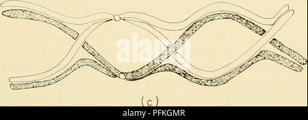 . Cytology. Cytology. Figure 6-9, Schematic Representation of Chiasmata Formation: (a) rela- tionship of homologous chromosomes prior to chiasmata formation; (b) formation of chiasmata by breakage and rejoining of chromatids; (c) clas- sical mechanism of chiasmata formation as proposed by Sax (1932). Duplication Theory Duplication of chromosomes followed by longitudinal joining of the chromomeres, which, if overlapping of homologues occurs, may result in the joining of chromosomes from homologues rather than from the MECHANICS AND PHYSIOLOGY OF CELL DIVISION / 153. Please note that these image Stock Photo