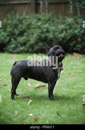 Alert French Bulldog standing on grass in garden Stock Photo