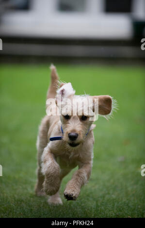 Labradoodle dog running across lawn, front view Stock Photo