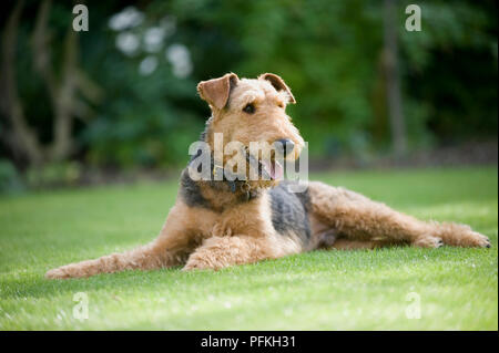 Airedale Terrier lying down on grass, panting Stock Photo